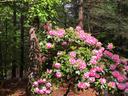 native rhododendron
