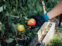 hand picking tomato. Image Credit: Laurel Babcock