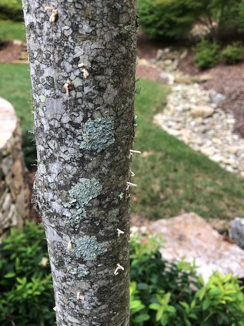 ambrosia beetle maple
