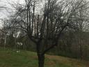 Leafless deciduous tree with many thin branches standing in a grassy yard