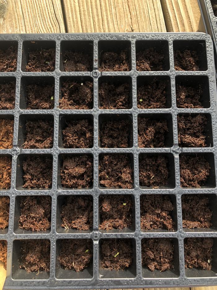 Seedlings on March 29, 2020