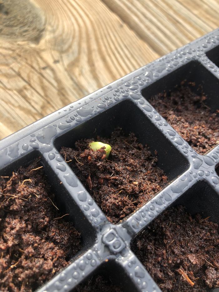 Single seedling on March 29, 2020