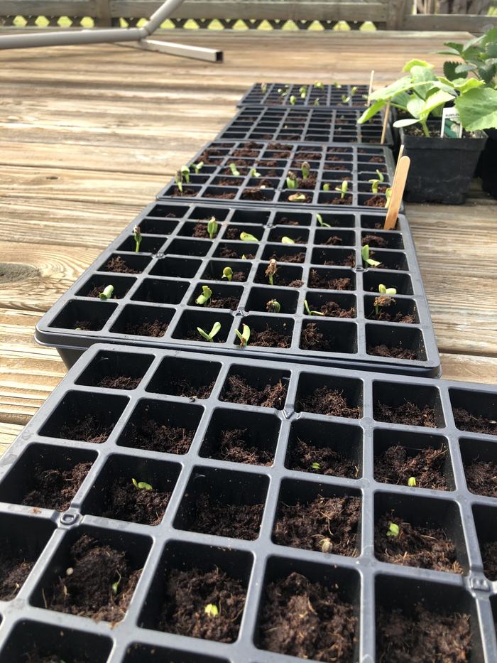 Trays of seedlings on March 30, 2020