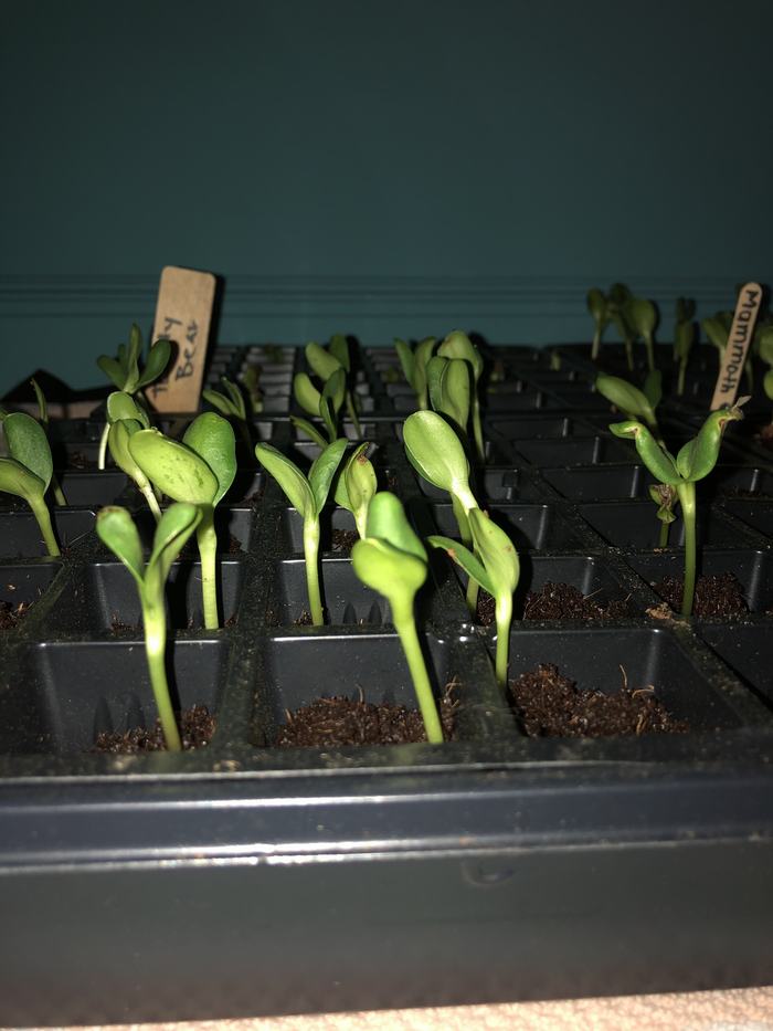 Tray of seedlings on April 1, 2020