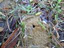 Bee nest in soil