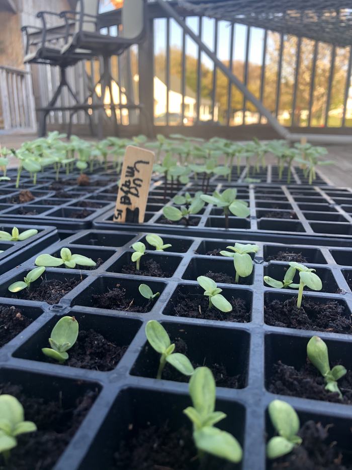 Dwarf Teddy Bear Sunflower Seedlings on April 5, 2020