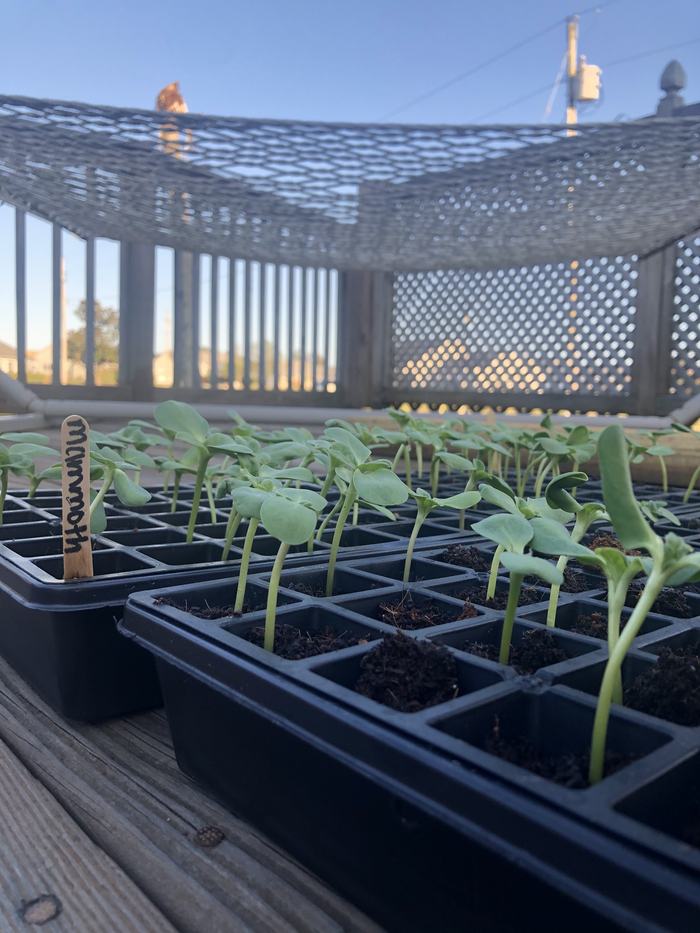Mammoth Sunflower Seedlings on April 5, 2020