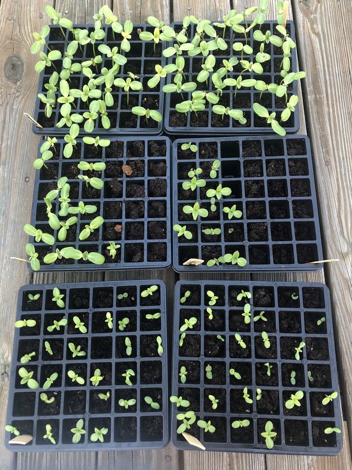 Seed trays with seedlings on April 5, 2020