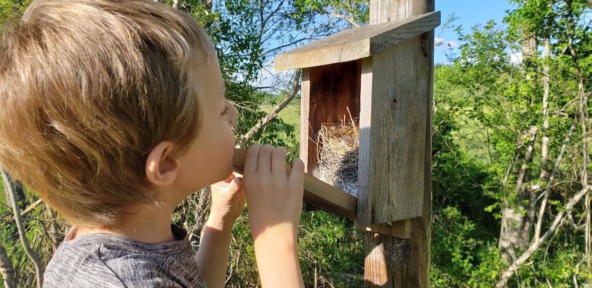 child checking bluebird house
