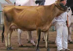 Jersey Cow