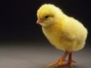 yellow chick with a black background