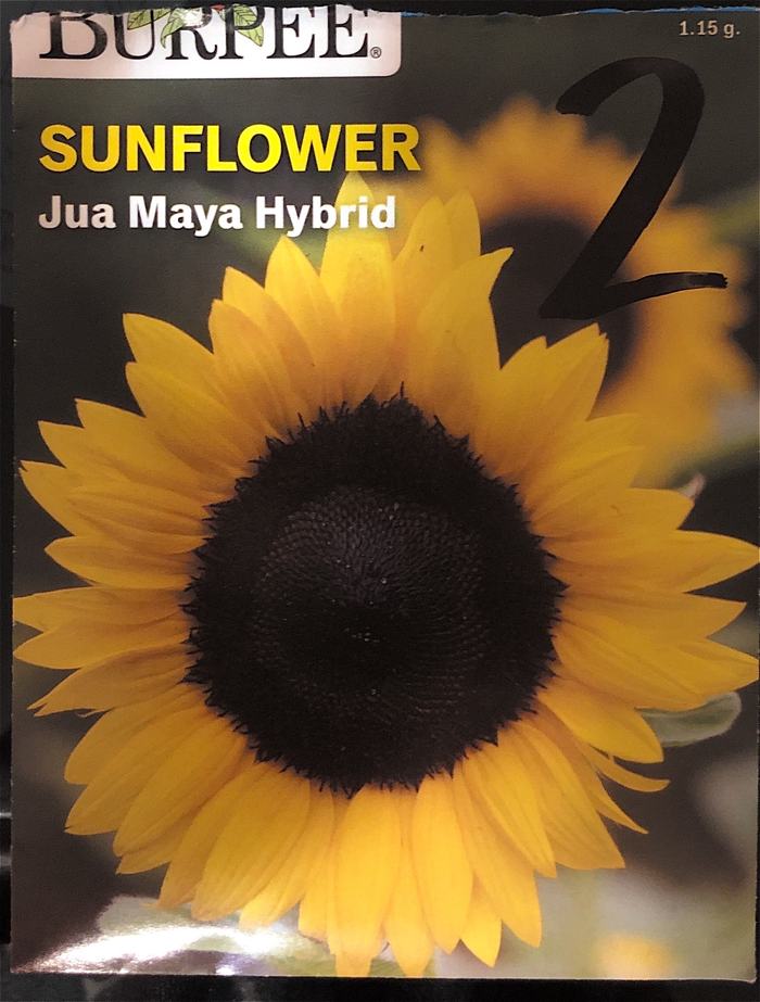 Jua Maya Hybrid Seed Pack - Front