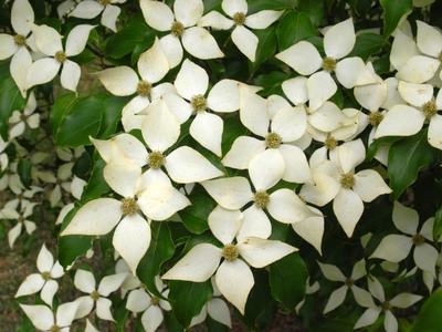 Kousa Dogwood Flowers
