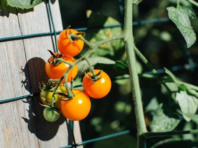 sungold tomatoes with trellis background