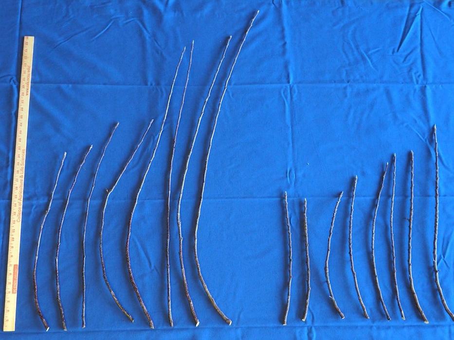 tree shoots