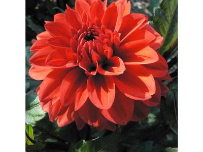 dahlia