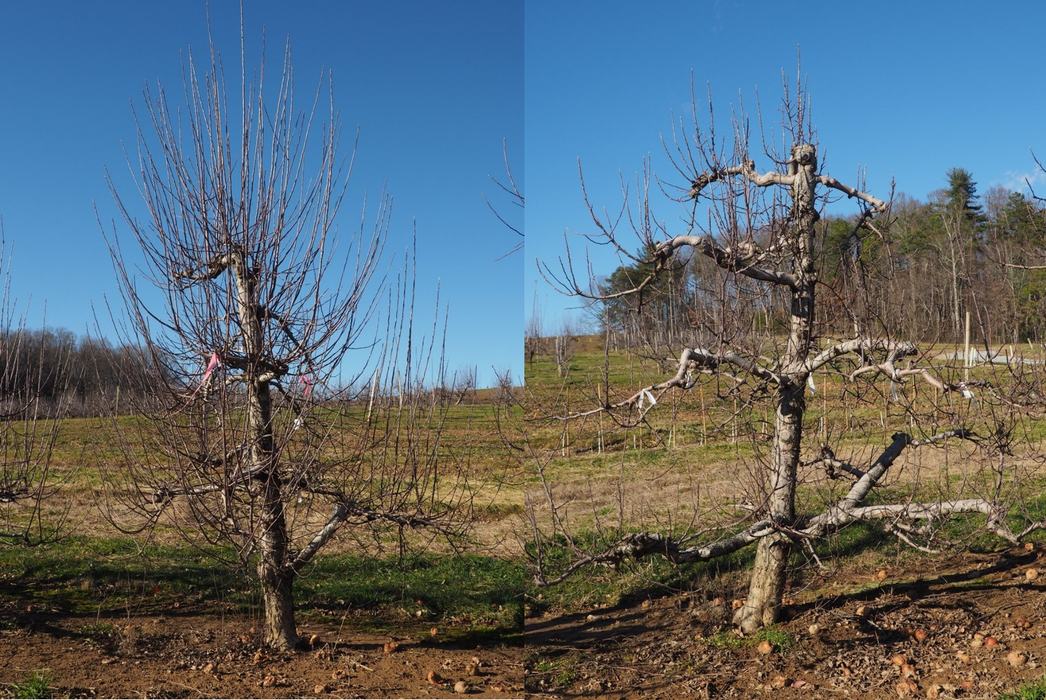 tree shoots