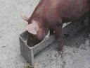 Pig eating out of feed trough