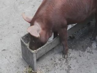 Pig eating out of feed trough