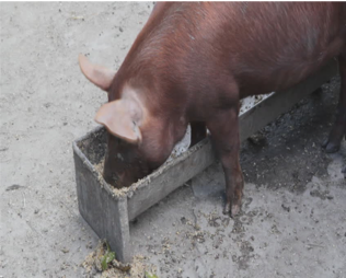 Pig eating out of feed trough