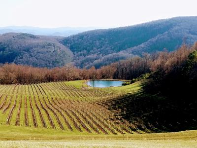 Vineyard rows on a grassy hillside leading to a small pond and forested mountains.