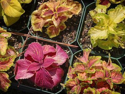 Colorful potted plants displayed in rows await transport and transplanting