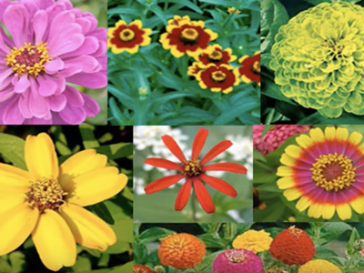 Collage of nine colorful zinnia flowers in varying shapes and colors