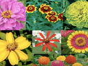 Collage of nine colorful zinnia flowers in varying shapes and colors