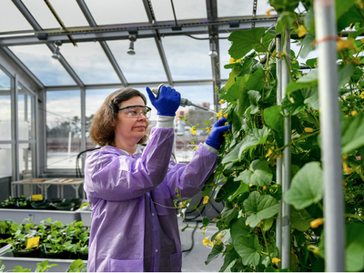 Person in greenhouse with lab coat, gloves and goggles pipettes liquid onto vining cucumber plants