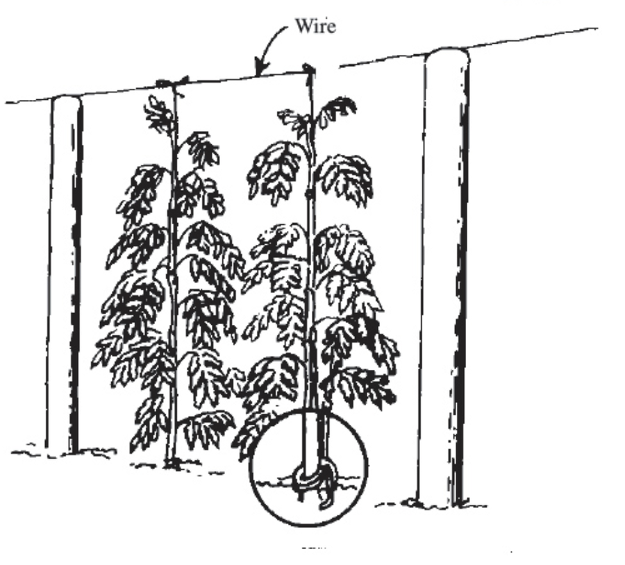 Overhead trellis system diagram