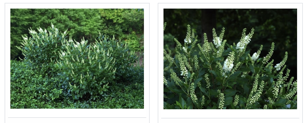 Coastal Sweet Pepper Bush