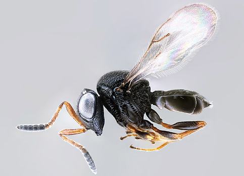 Trissolcus japonicus, also known as the samurai wasp, an exotic natural enemy of BMSB. (Photo: Elijah Talamas, ARS-USDA)