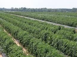 Rows of leafy crop plants in a large agricultural field with narrow access paths