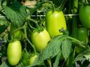 Roma tomato plants