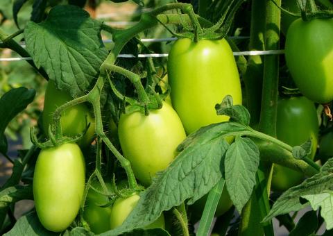 Roma tomato plants with green fruit