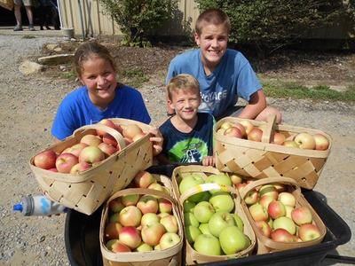 Three children kneel behind baskets and trays filled with harvested apples.