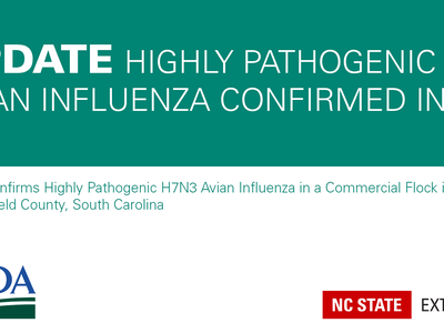 teal and white text announcement of avian influenza in Sourth Carolina