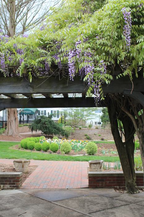 Wisteria floribunda