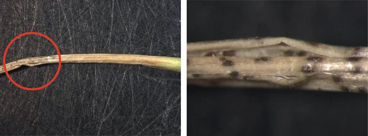 Signs of Ascochyta leaf blight include pycnidia (fruiting bodies) that contain conidia (spores) along the blighted blade