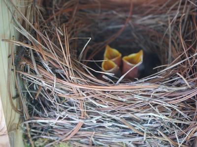 Three nestlings in a pine-needle nest with yellow open beaks