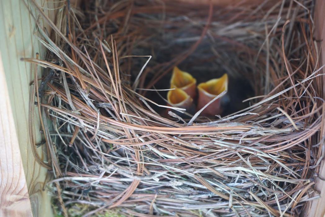 baby bluebirds