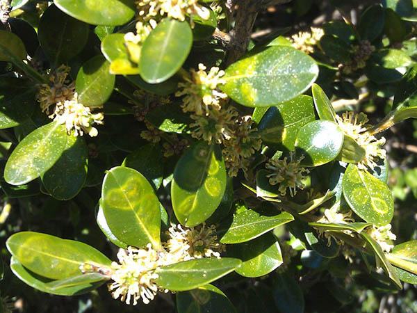 oxwood flowers and leaf blisters occur simultaneously in spring. Photo: SD Frank