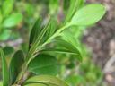 Boxwood leafminer adult. Photo: SD Frank