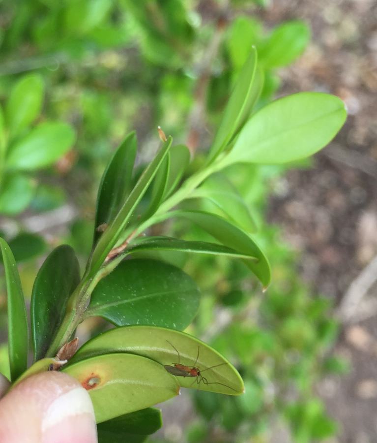 Boxwood leafminer adult. Photo: SD Frank