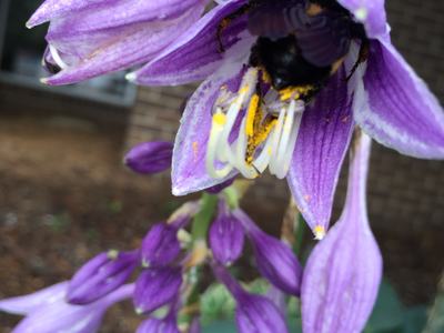carpenter bee in a flower
