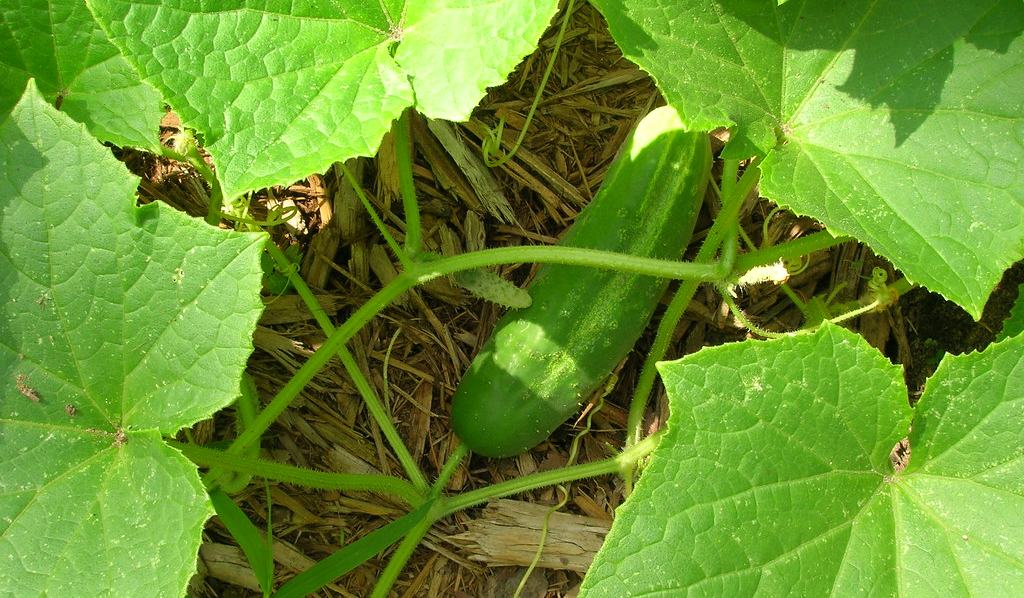 Cucumbers: A Refreshing Treat From the Garden - Extension Gardener | NC  State Extension