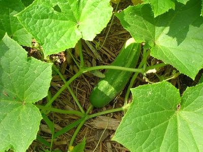 Green cucumber growing among large cucumber leaves on mulch