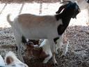 Adult goat standing as a kid nurses beneath on straw-covered floor