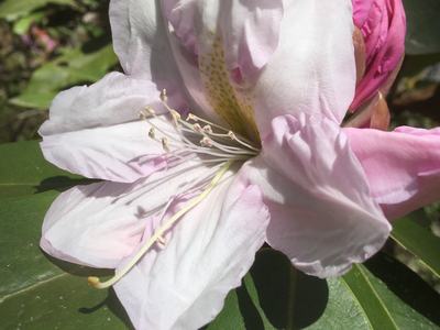 rhododendron