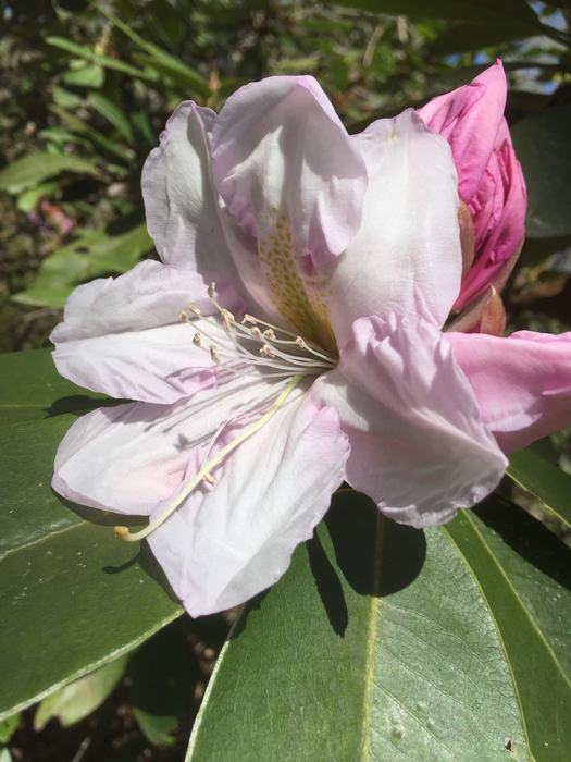 rhododendron